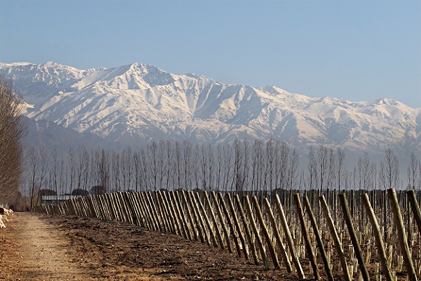 Zuccardi vineyard